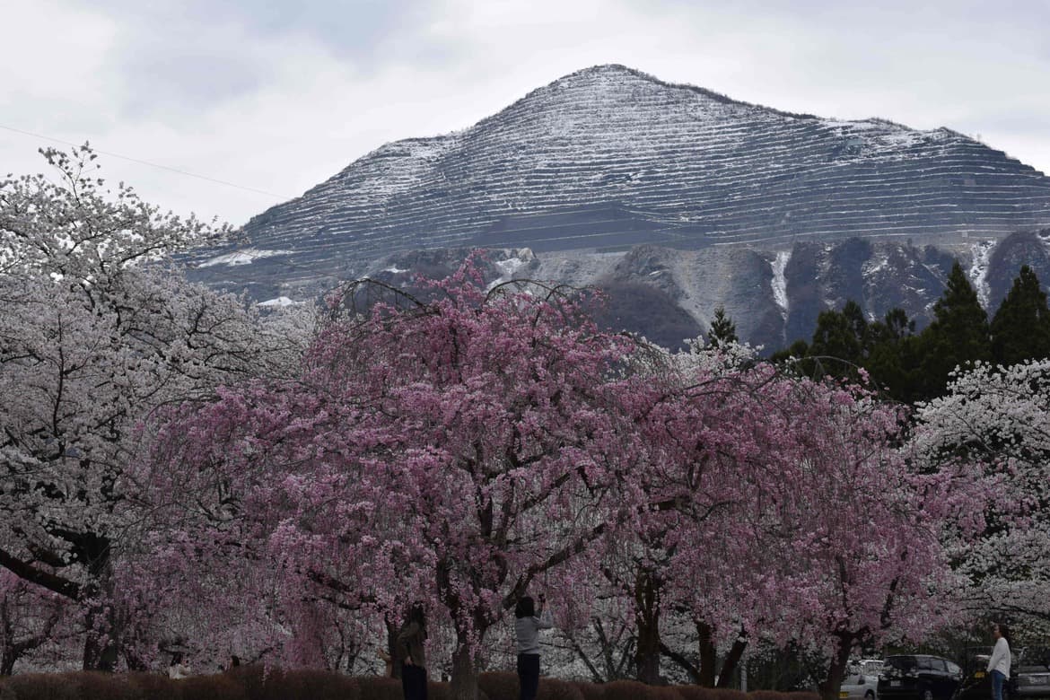 No.4　満開の桜と残雪の武甲山