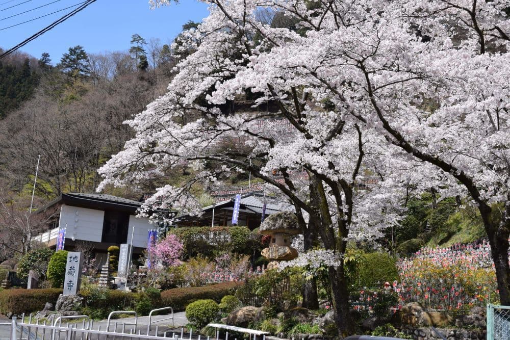 No.65　水子地蔵寺の桜