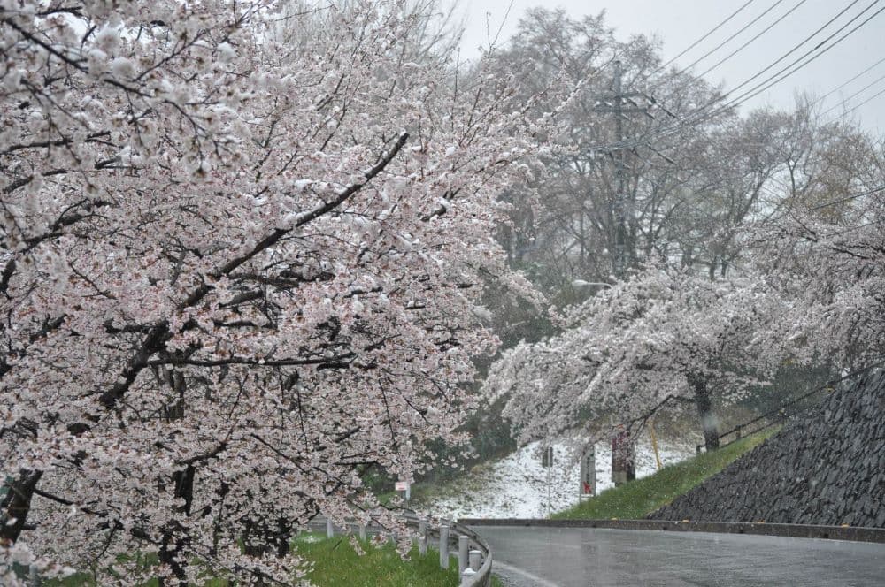 No.70　桜隠し