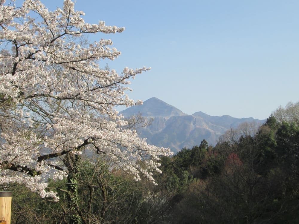 No74 桜と武甲のお山
