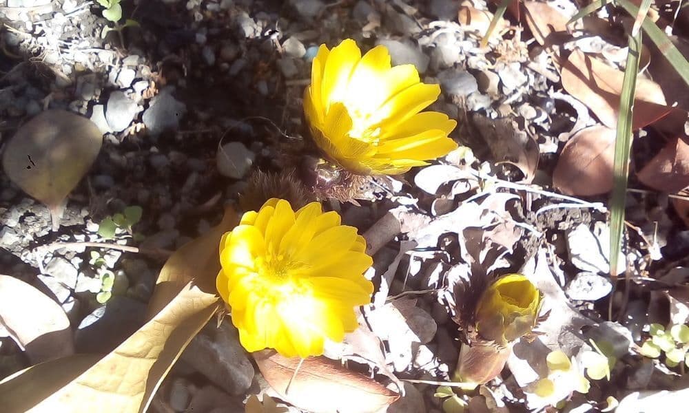 No.77 春の日差しを浴び輝く黄金の花