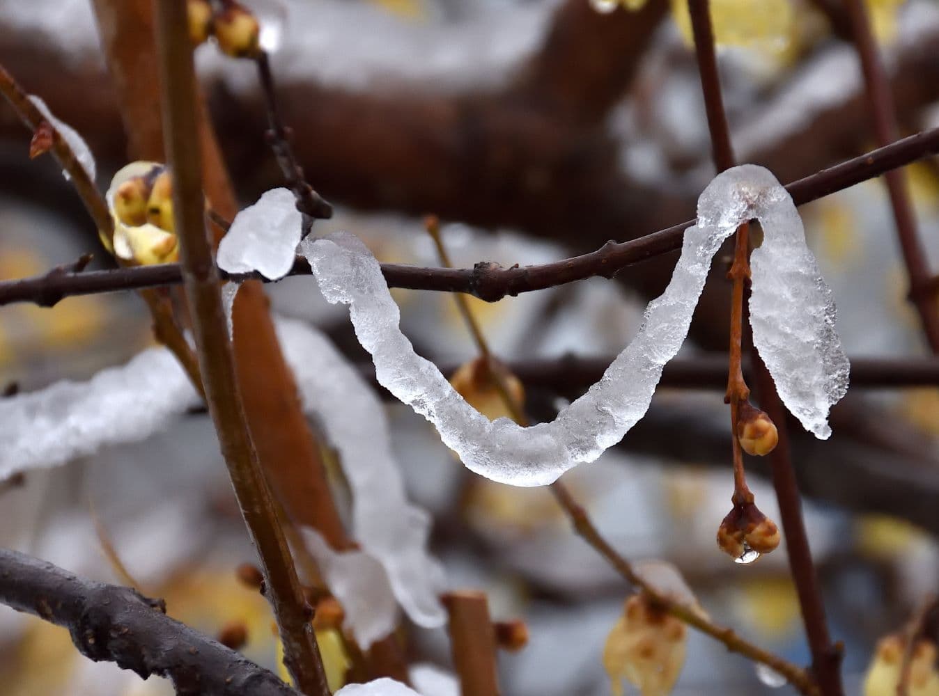 No.98　雪のち雨の朝