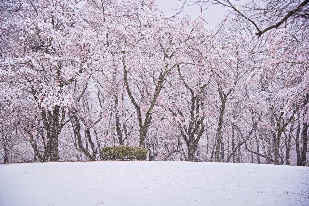 No.102　桜隠しの雪