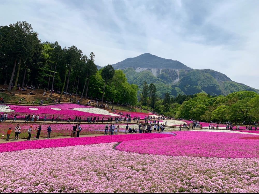 No.111　芝桜と武甲山