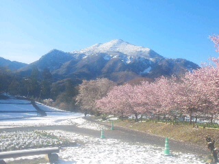 秩父市、雪化粧した芝桜の丘と武甲山