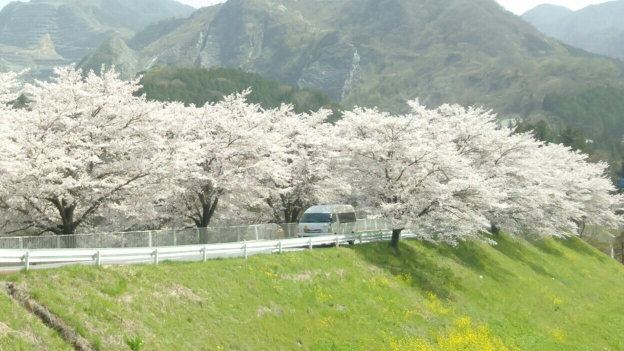 くな橋の桜並木