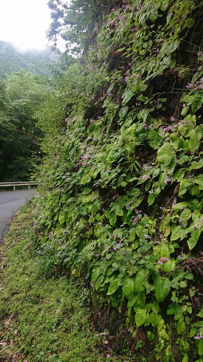 「岩たばこの群生」と小さなみつばち