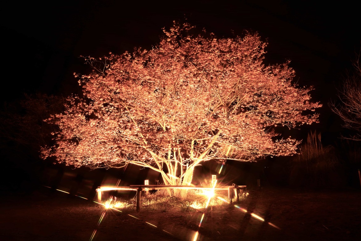 桜のライトアップ