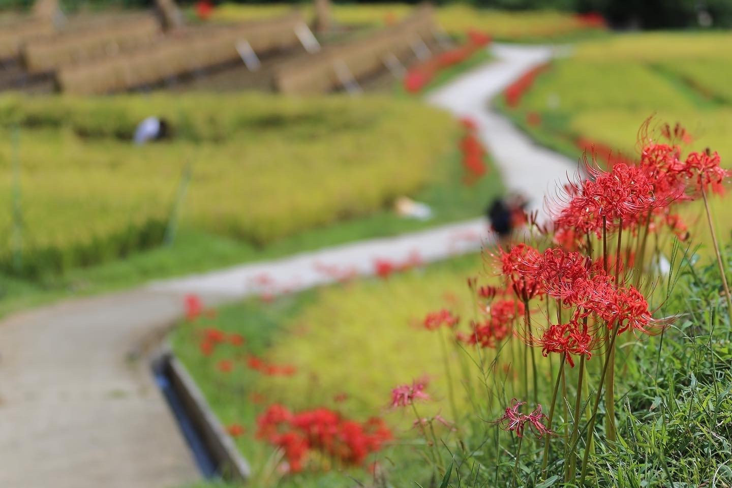秋の寺坂棚田