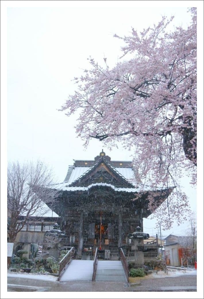 No.15　慈眼寺 桜満開！なごり雪