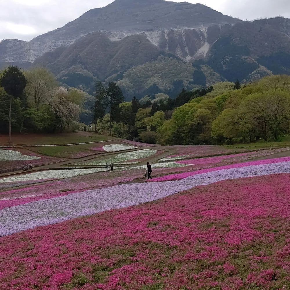 68羊山公園　芝桜