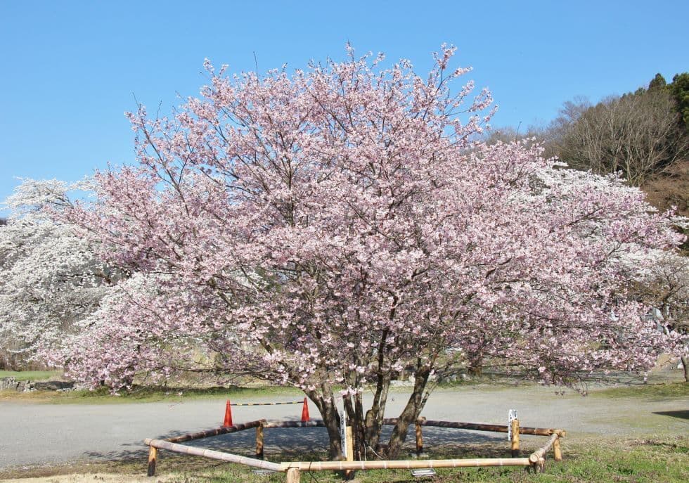 112岩田桜