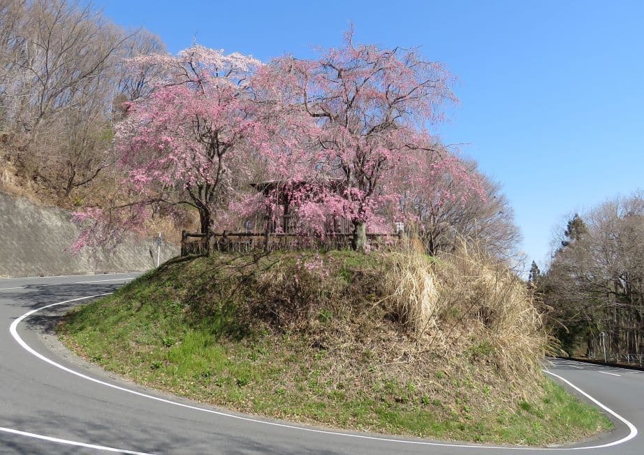 115しだれ桜