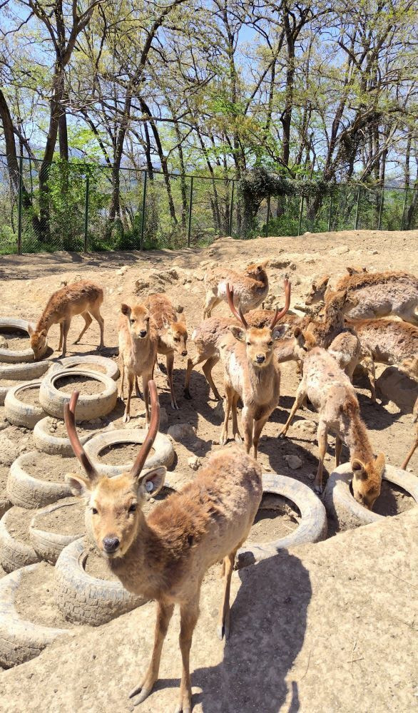 182小鹿野町の隠れた名所「おがの鹿公園」