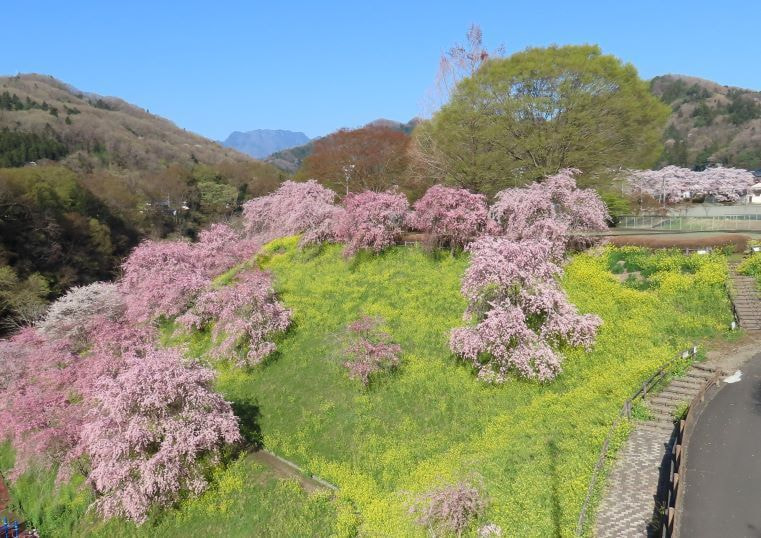 188桜と菜の花