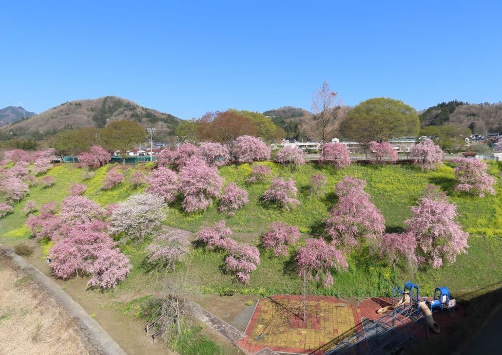 189桜と菜の花