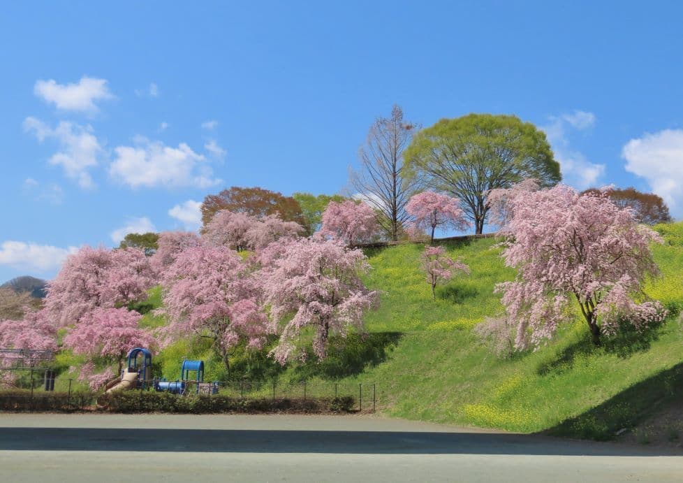 190しだれ桜