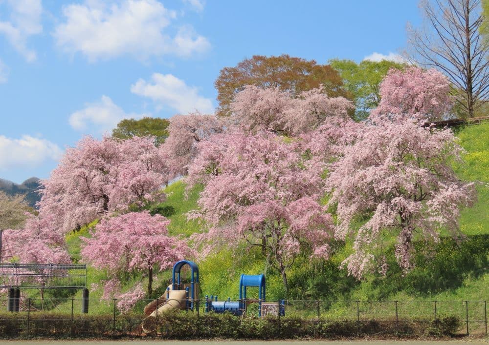 191しだれ桜